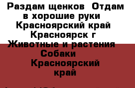 Раздам щенков. Отдам в хорошие руки - Красноярский край, Красноярск г. Животные и растения » Собаки   . Красноярский край